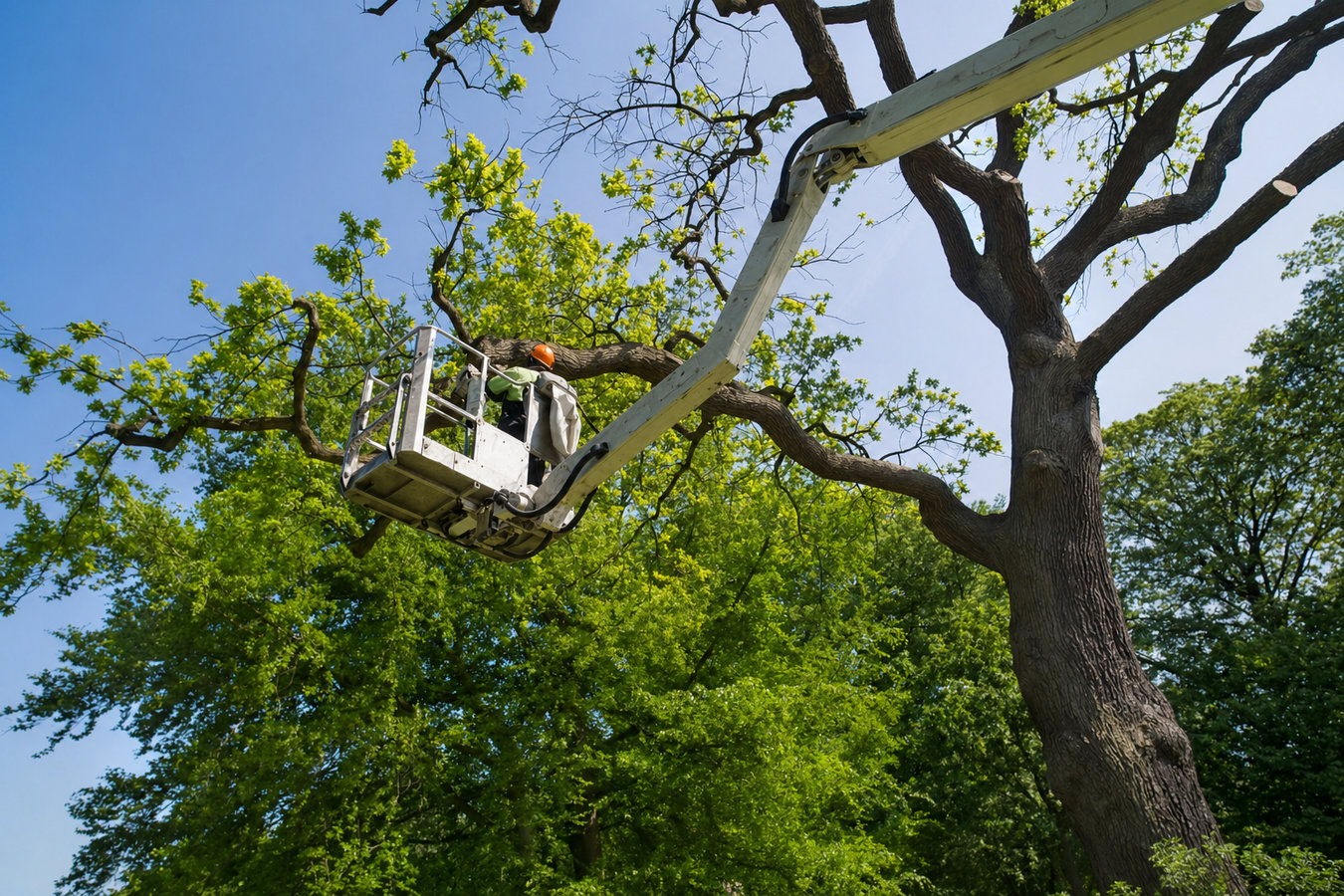 Commercial Tree Service in Moreno Valley, CA