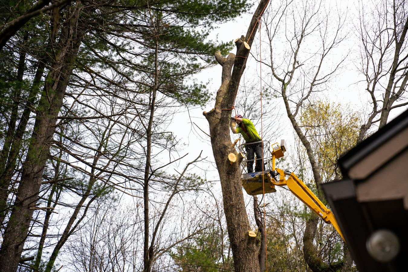 Moreno Valley Tree Services - professional tree service in Moreno Valley, CA