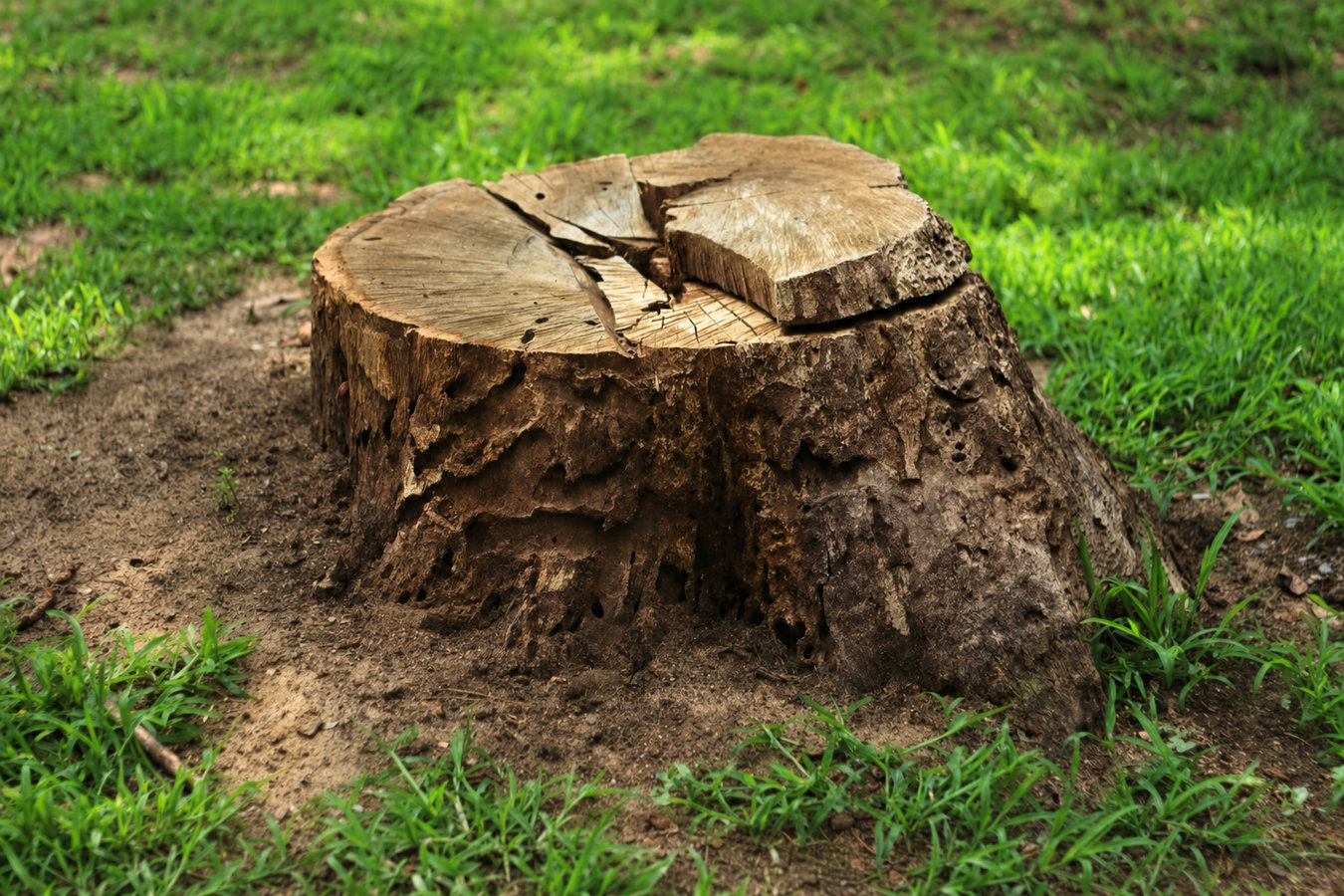 Stump Removal in Moreno Valley, CA