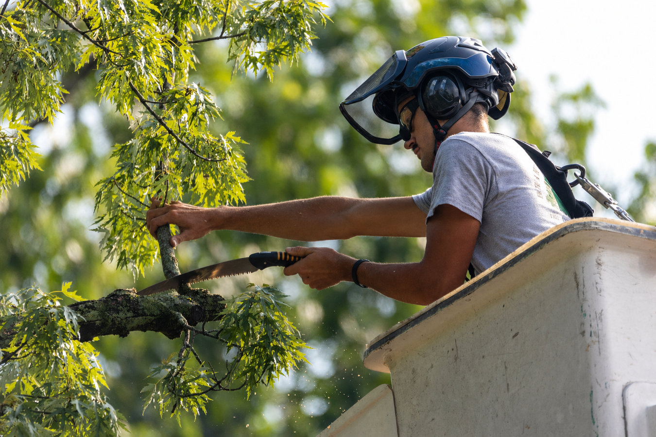 Tree Service services in Redlands
